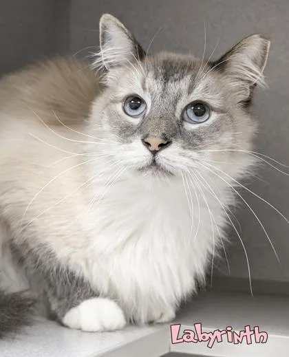 A senior medium-sized male Domestic Short Hair cat named Labyrinth for adoption in Mason, MI