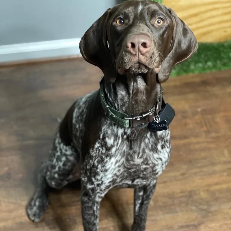 Tucker