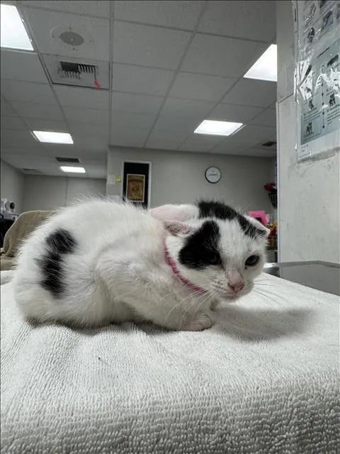 A baby medium-sized female Domestic Short Hair cat named Jay for adoption in Chatsworth, CA