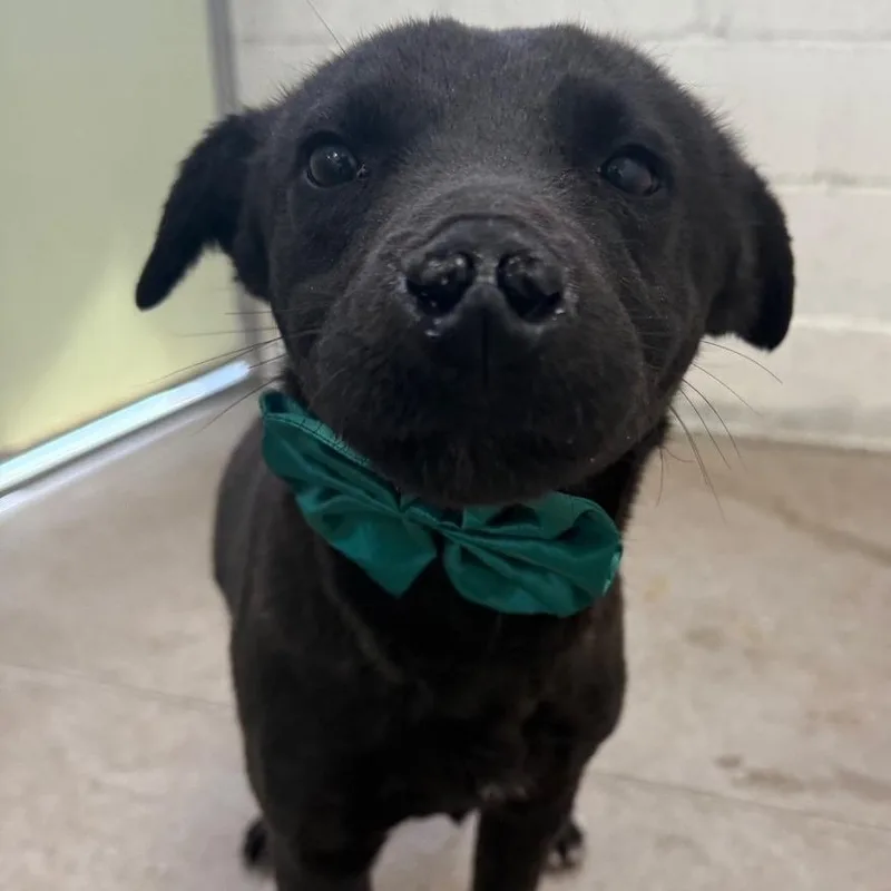 A young medium-sized male Black Mixed Breed dog named Joey for adoption in Las Cruces, NM