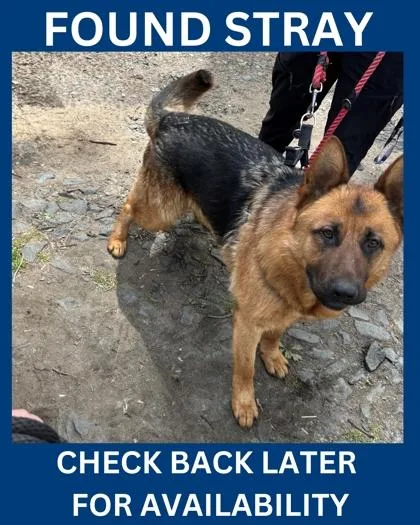 An adult large-sized male German Shepherd Dog dog named Arnie for adoption in Hamilton, NJ