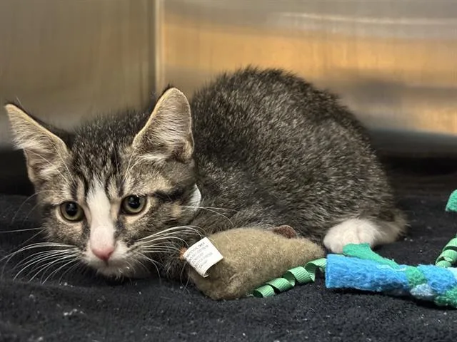 A baby small-sized male Domestic Short Hair cat named Sho for adoption in Tustin, CA