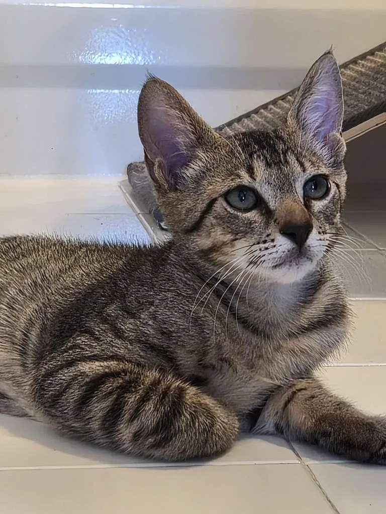 A baby small-sized male Tabby (Brown / Chocolate) Domestic Short Hair cat named Peter for adoption in Boca Raton, FL