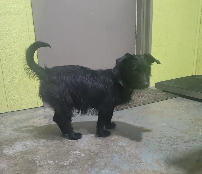 An adult small-sized male Black Mixed Breed dog named Grover for adoption in Point Pleasant, WV