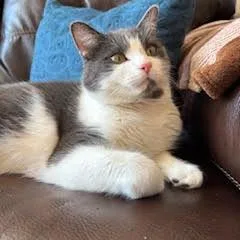 Flocker C thumbnail 2