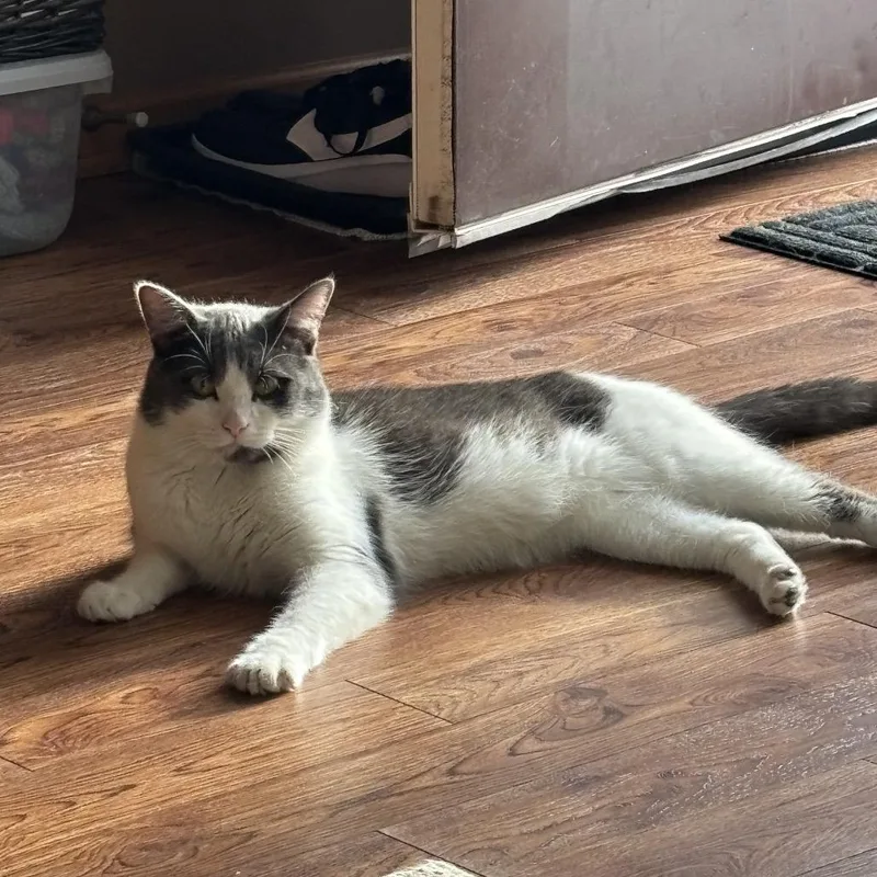 Flocker C thumbnail 3