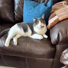 Flocker C thumbnail 5