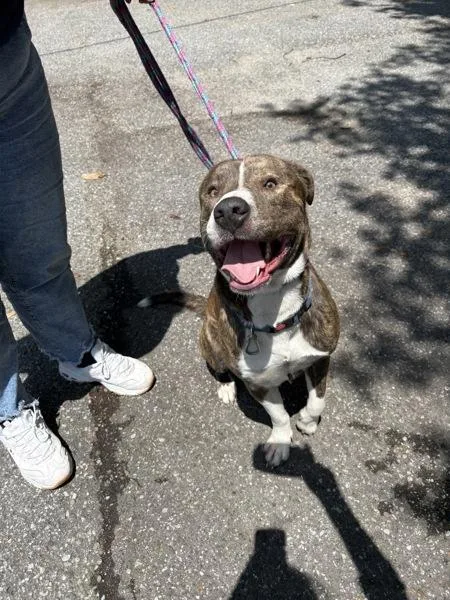 An adult extra large-sized male Mixed Breed dog named Winston for adoption in Mobile, AL