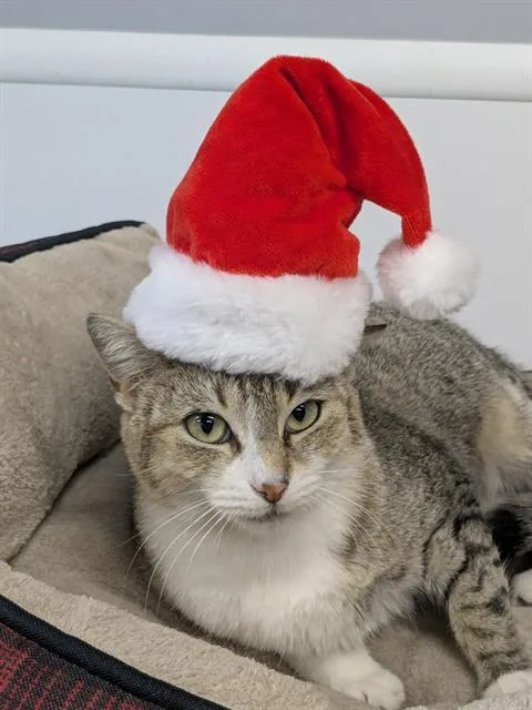 An adult small-sized female Domestic Short Hair cat named Izzy for adoption in Palmetto, FL