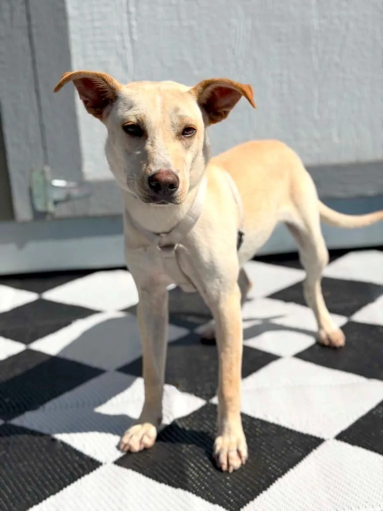 A baby medium-sized female Mixed Breed dog named Molly for adoption in Savage, MN