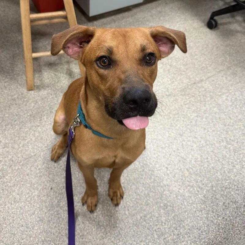 An adult large-sized male Brown / Chocolate Mixed Breed dog named Jerry for adoption in Jacksonville, FL