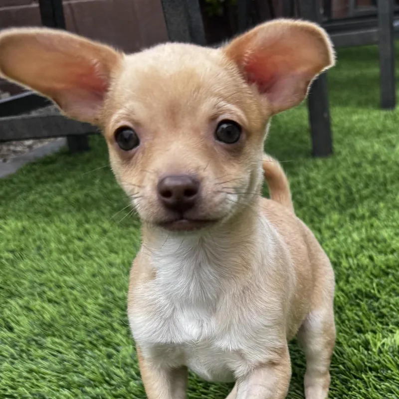 A baby small-sized male Yellow / Tan / Blond / Fawn Chihuahua dog named Chance for adoption in Las Vegas, NV