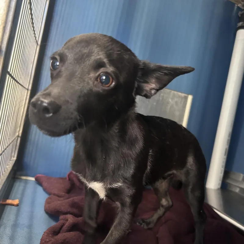An adult small-sized male Chihuahua dog named Chair for adoption in Yuma, AZ