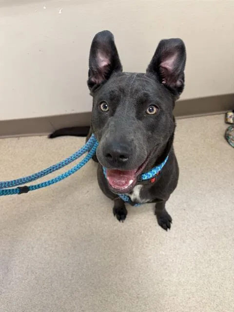 A young large-sized female Mixed Breed dog named Bella for adoption in Newton, NC