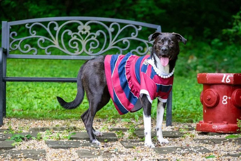 A young medium-sized female Black Border Collie dog named Ellie for adoption in Sevierville, TN