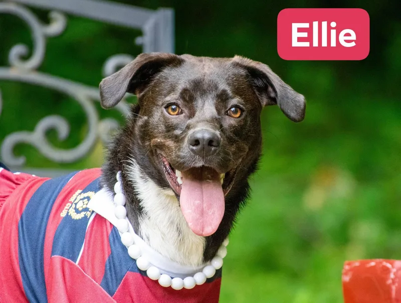Ellie thumbnail 4
