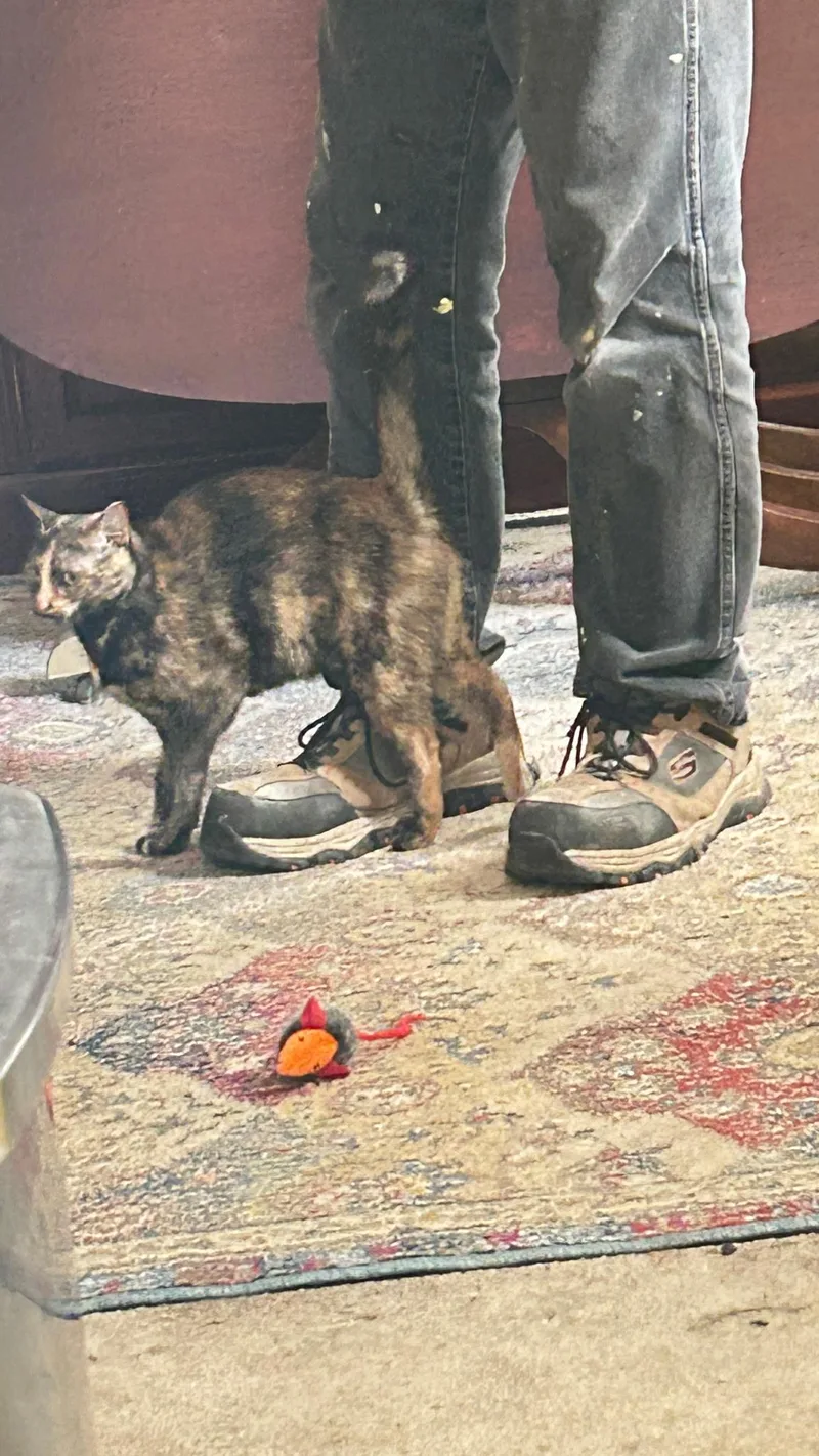 A young medium-sized female Tortoiseshell Domestic Medium Hair cat named Baker for adoption in Rock Spring, GA