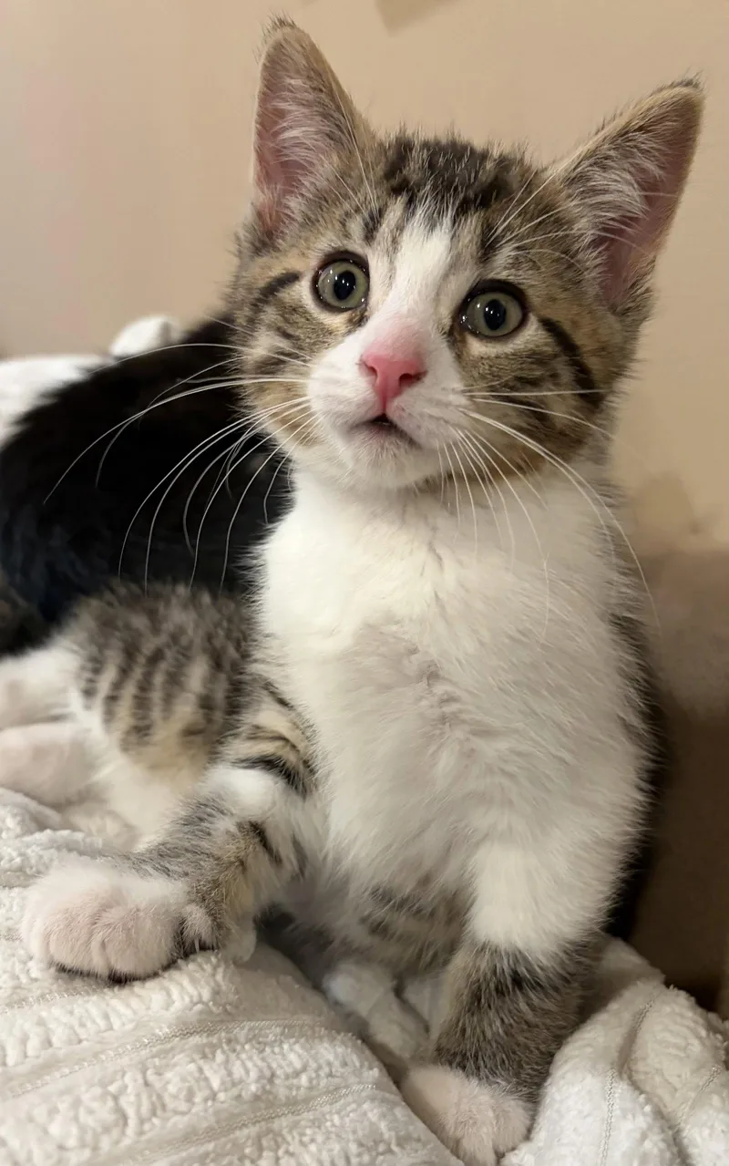 A baby small-sized female Domestic Short Hair cat named C Litter Rocca for adoption in Livonia, MI