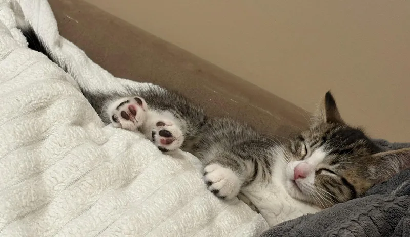 C Litter Rocca thumbnail 2