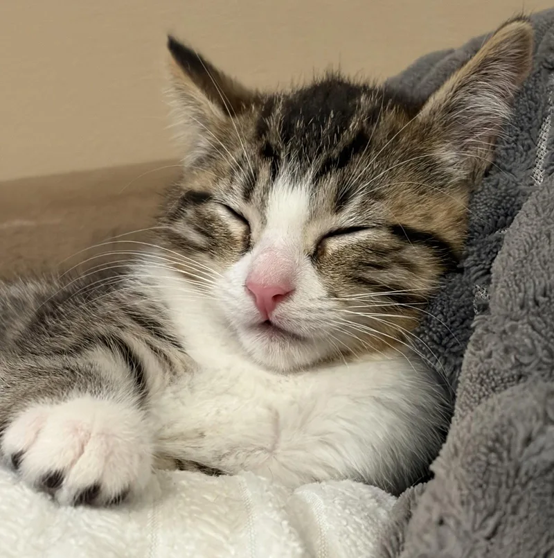 C Litter Rocca thumbnail 3