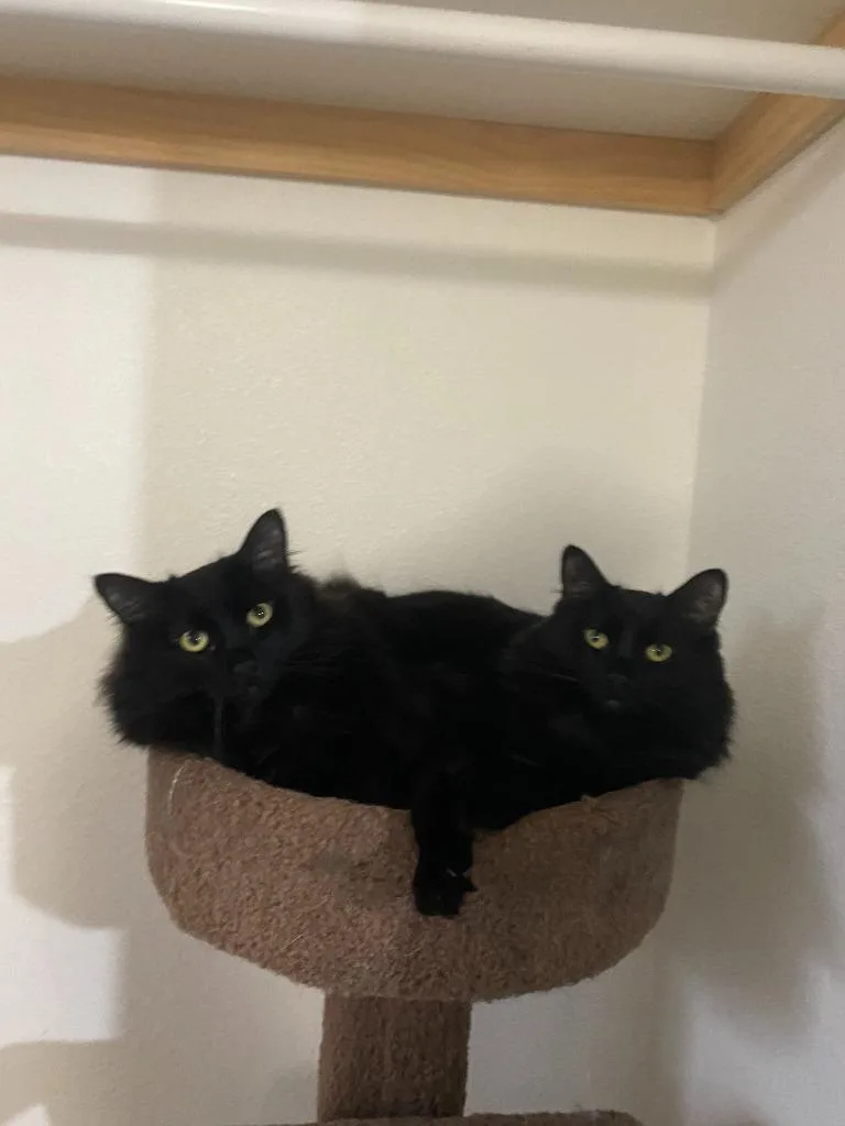 Morticia thumbnail 2