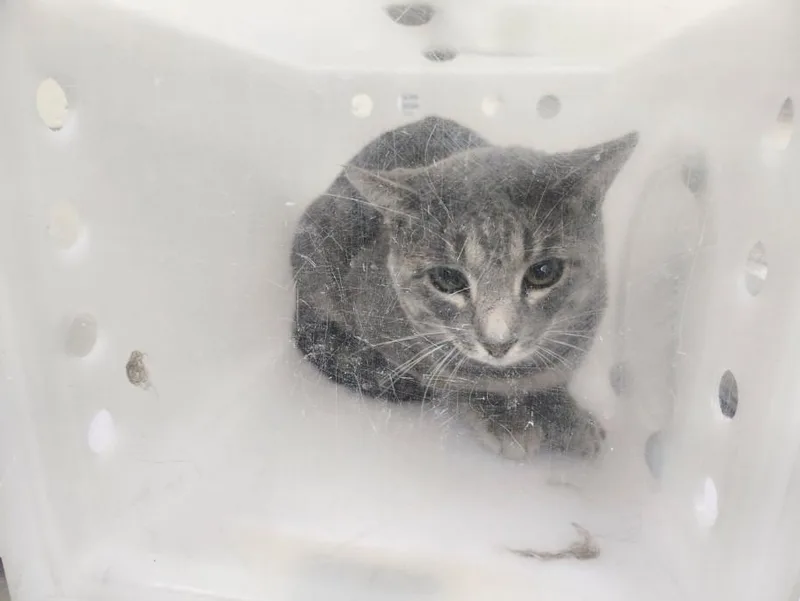 An adult large-sized male Domestic Short Hair cat named Boots for adoption in Santa Fe, NM