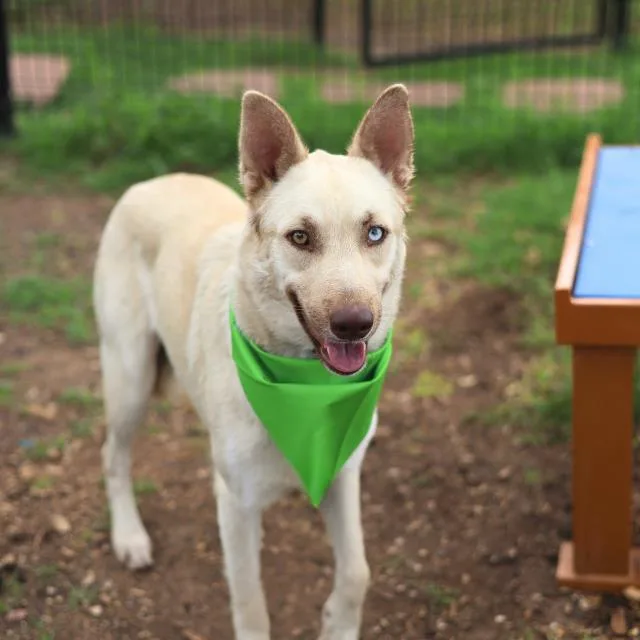 A young large-sized female Husky dog named Nanna for adoption in San Antonio, TX