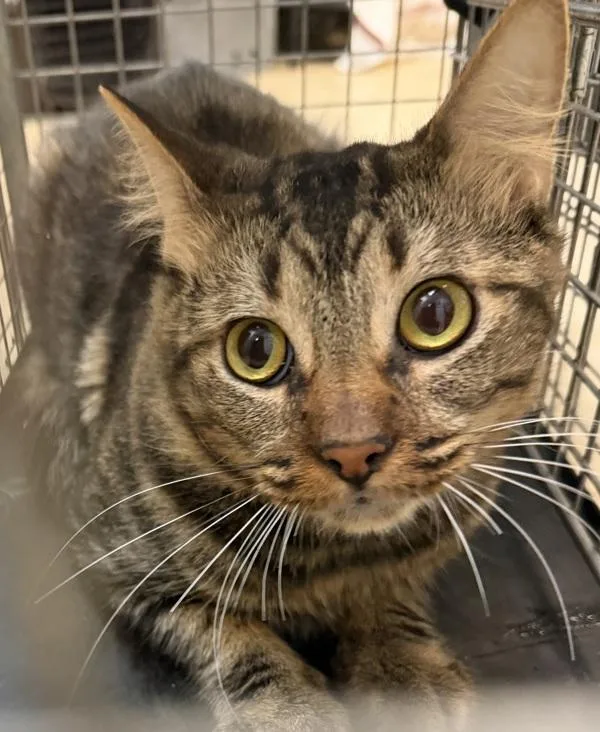 An adult small-sized female Domestic Short Hair cat named Nina for adoption in San Diego, CA