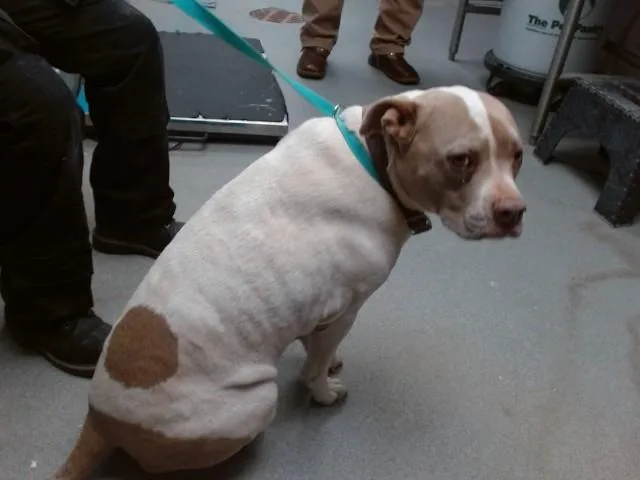 An adult medium-sized female Pit Bull Terrier dog named Lola for adoption in Albuquerque, NM