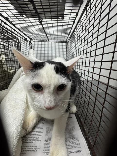 A young medium-sized female Domestic Short Hair cat named Maple for adoption in Chatsworth, CA