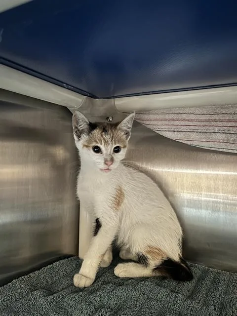A baby small-sized female Domestic Short Hair cat named Pumpkin for adoption in Alameda, CA