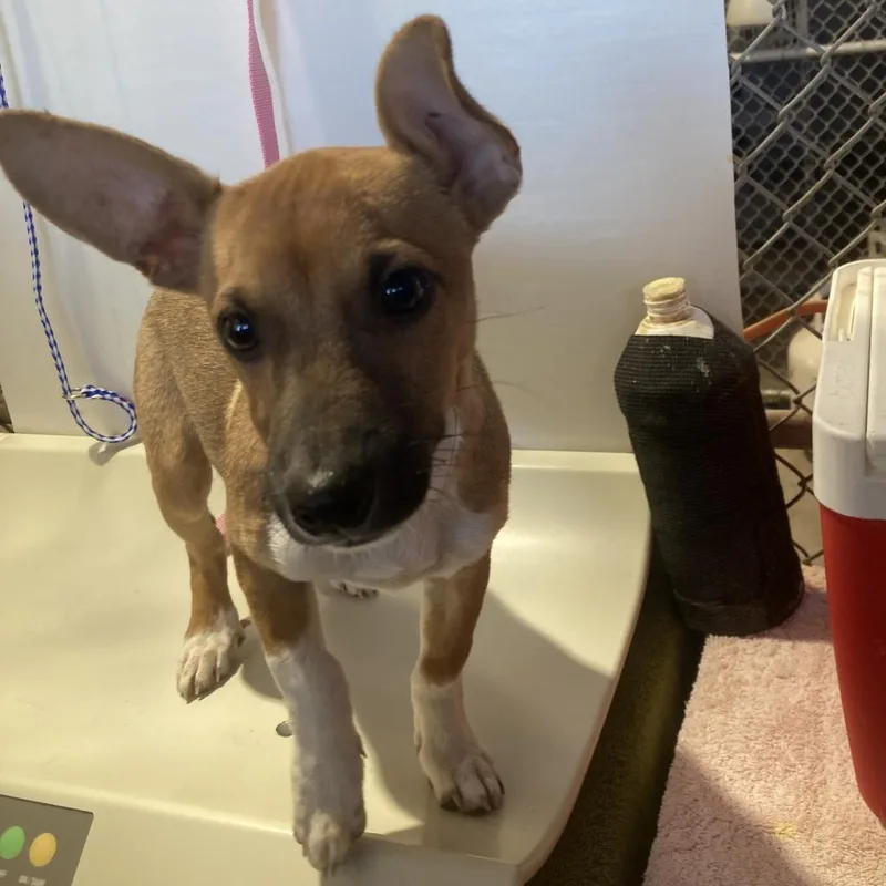 An adult small-sized male Mixed Breed dog named Max for adoption in Las Cruces, NM
