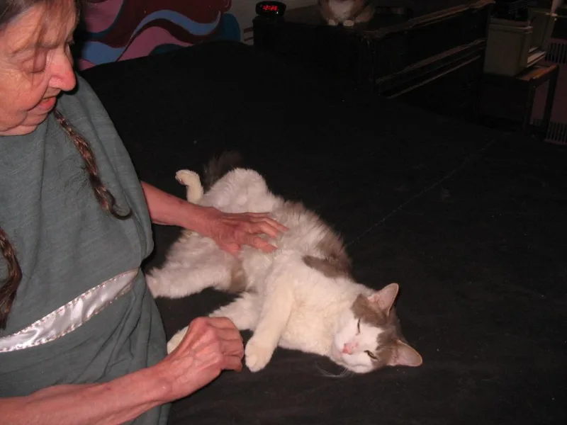 A young large-sized male Gray & White Domestic Medium Hair cat named Thomas for adoption in Brooklyn, NY