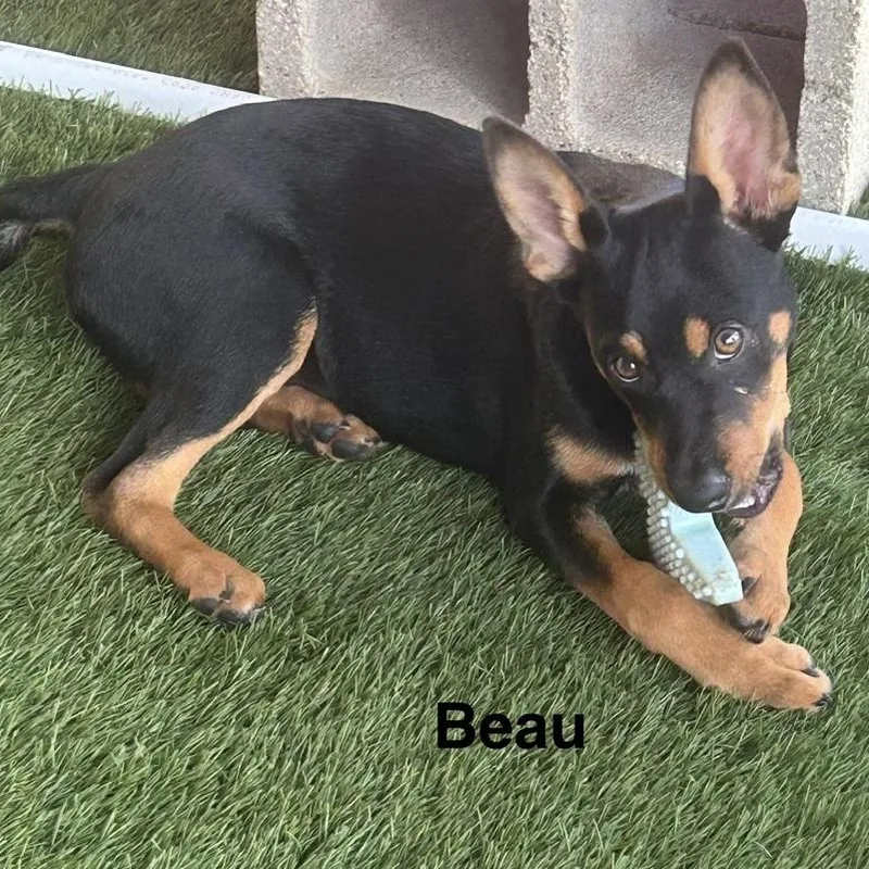 Beau thumbnail 4