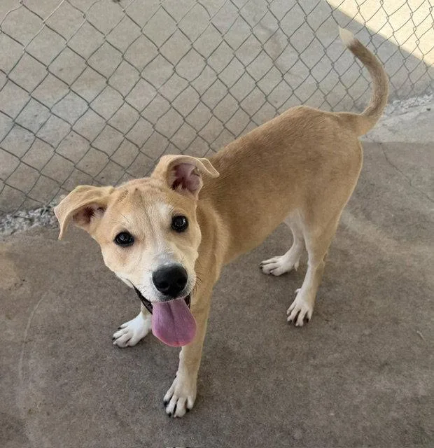 A young medium-sized female Shepherd dog named Gamora for adoption in Carrollton, GA