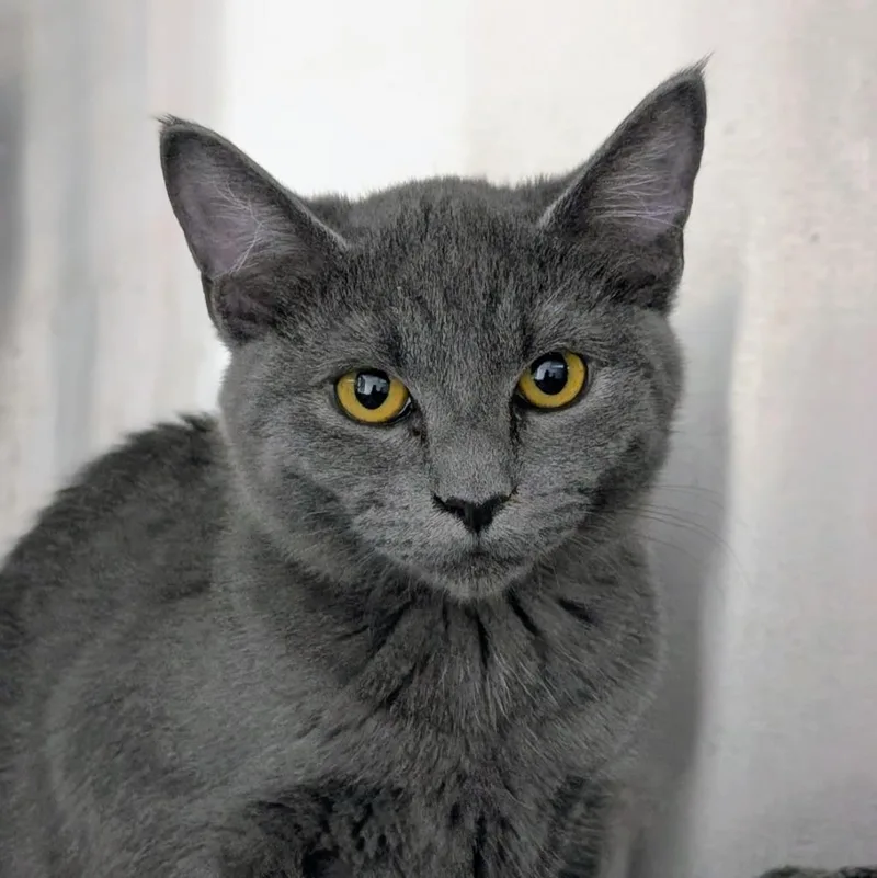 A baby medium-sized female Domestic Short Hair cat named Packing Tape for adoption in Shoreline, WA
