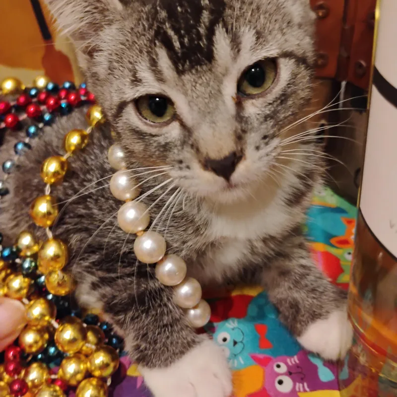A baby medium-sized male Buff & White Tabby cat named Masterpiece M Lb Tabi for adoption in Phoenix, AZ