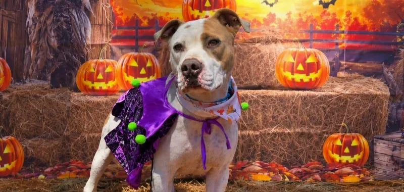 An adult large-sized male White / Cream Staffordshire Bull Terrier dog named Hercules for adoption in Willis, TX