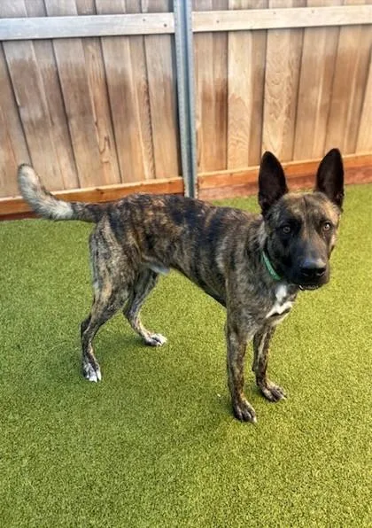 A young large-sized male Shepherd dog named Goat for adoption in Eugene, OR