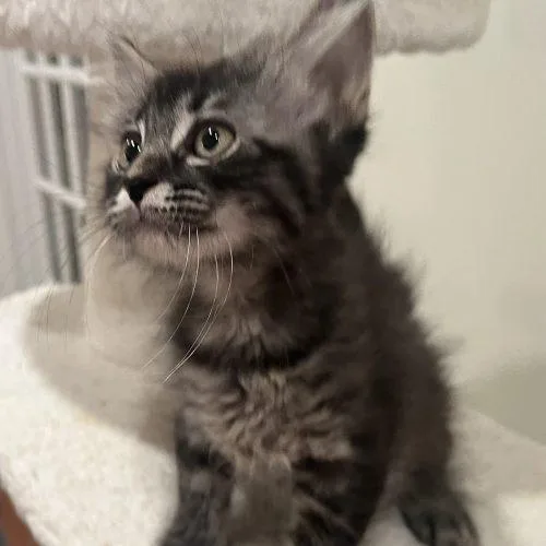 A baby small-sized male Domestic Long Hair cat named Peanut for adoption in Knoxville, TN