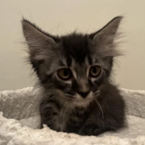 Peanut thumbnail 2