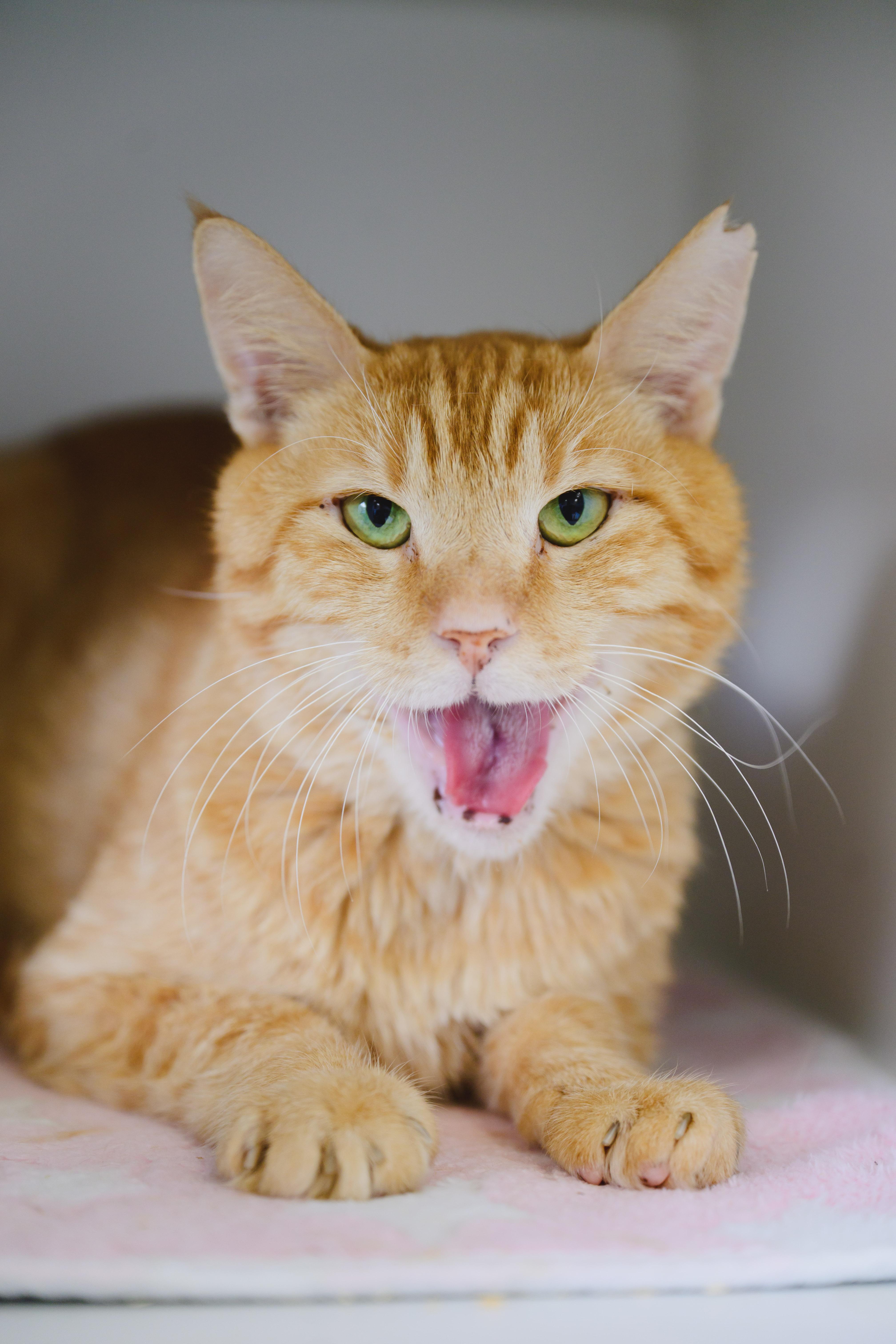 An adult large-sized male Domestic Short Hair cat named Cannoli for adoption in Honolulu, HI