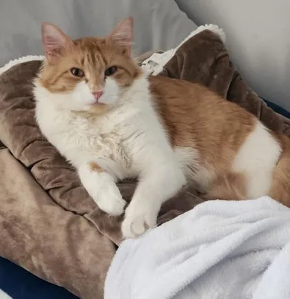 An adult small-sized male Orange / Red Domestic Long Hair cat named Bob for adoption in Atlanta, GA
