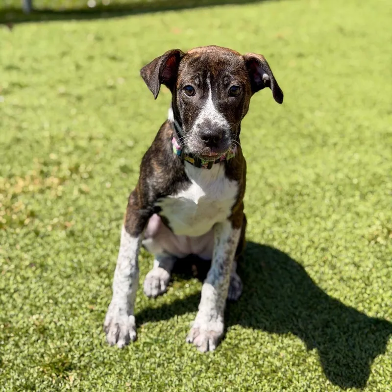 A baby medium-sized female Brown / Chocolate Hound dog named Hazel for adoption in Gainesville, GA