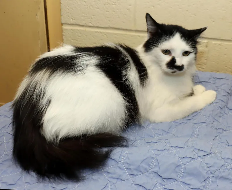 A young large-sized female Black & White / Tuxedo Domestic Long Hair cat named Delilah for adoption in Euclid, OH