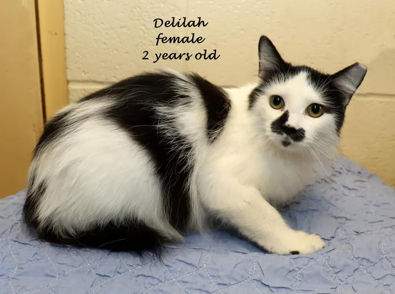 Delilah thumbnail 4