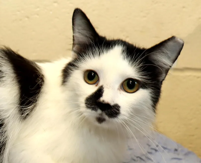 Delilah thumbnail 5