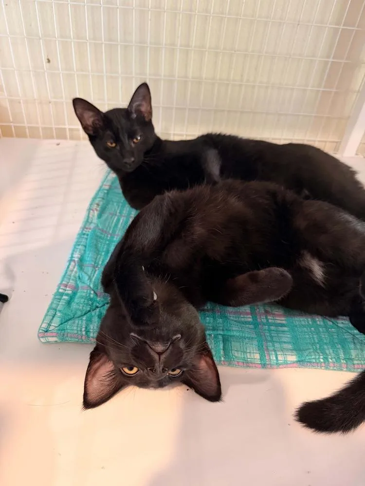 A baby small-sized male Black Domestic Short Hair cat named Ferguson for adoption in Vancouver, WA