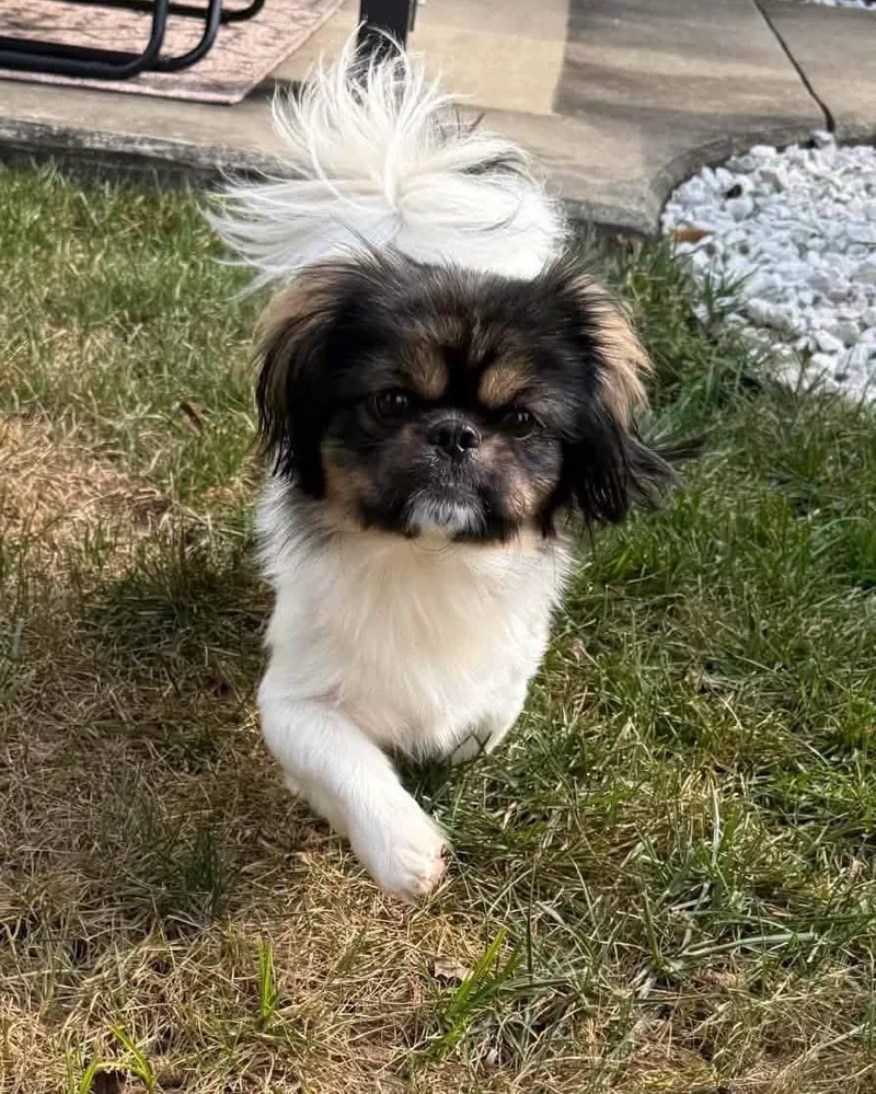 A young medium-sized male Pekingese dog named Charlie for adoption in Richmond, KY
