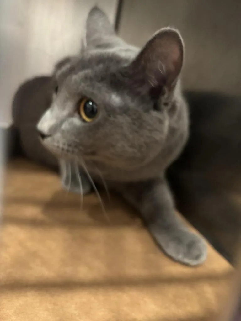 A young medium-sized female Domestic Short Hair cat named Nish for adoption in Cartersville , GA